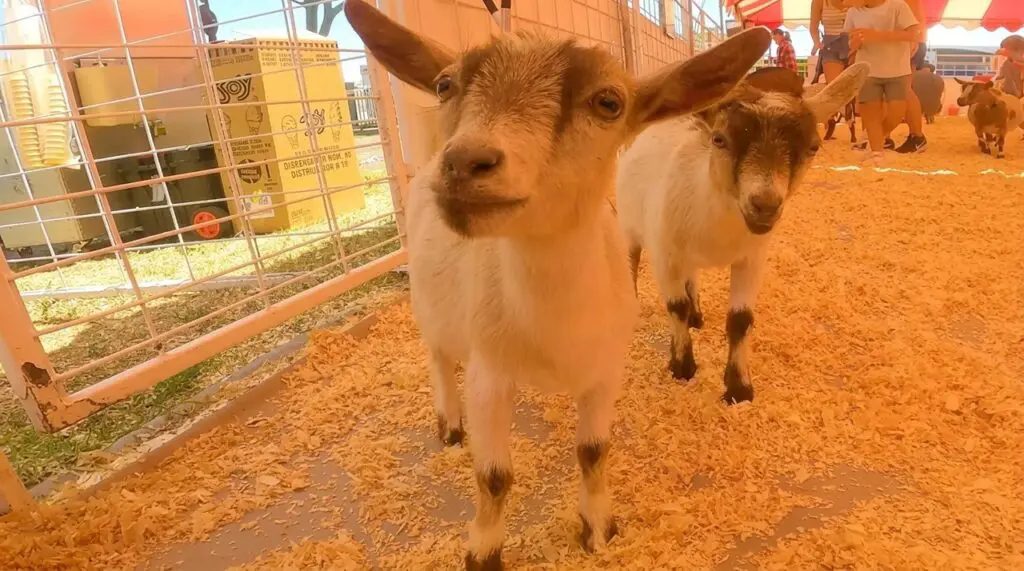 OC Fair Petting Zoo