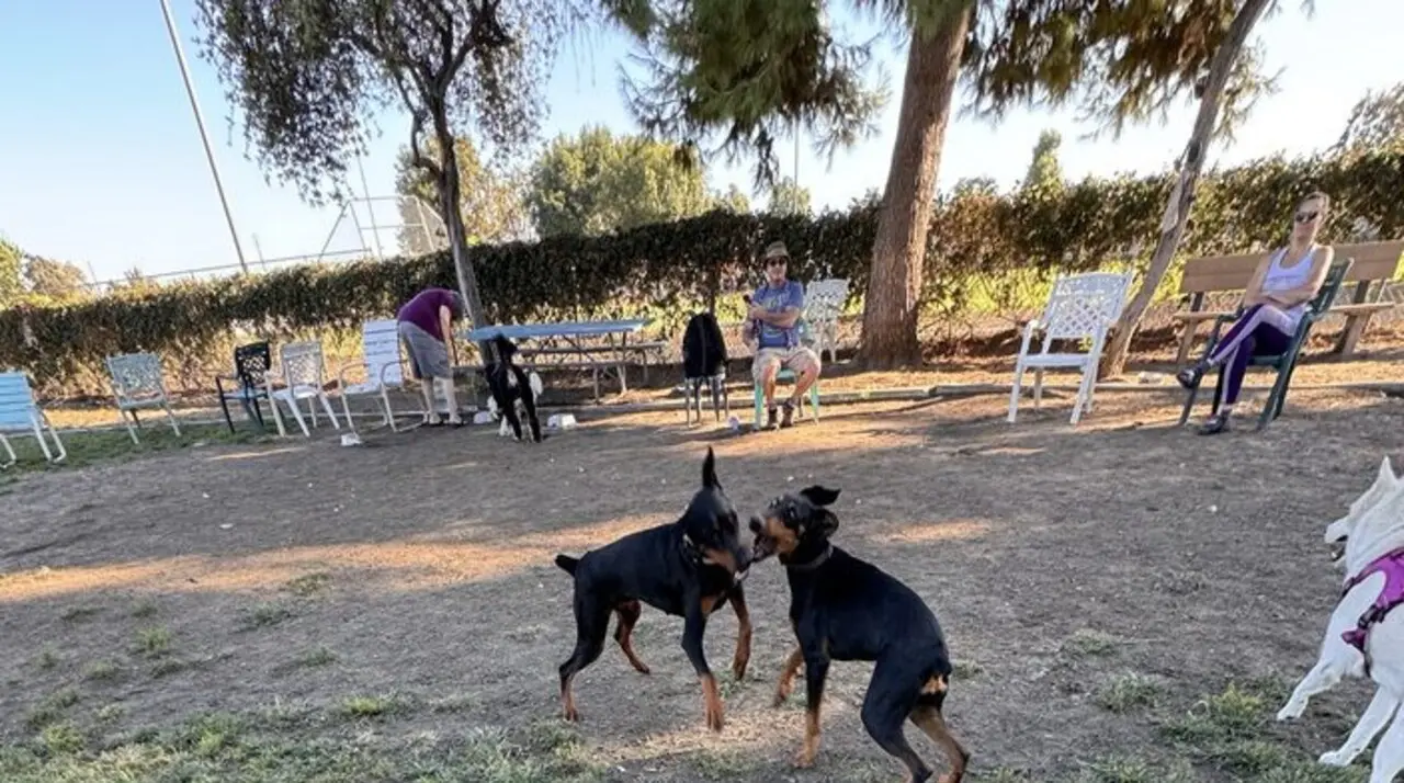 Dobermans playing on the grass at Fullerton Pooch Park while owners sit under the trees inside the fenced off-leash yard