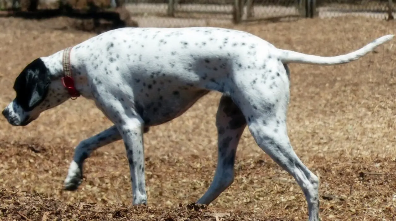 Spotted pointer walking the wood-chip surface inside the fenced Huntington Central Park Dog Park in Huntington Beach