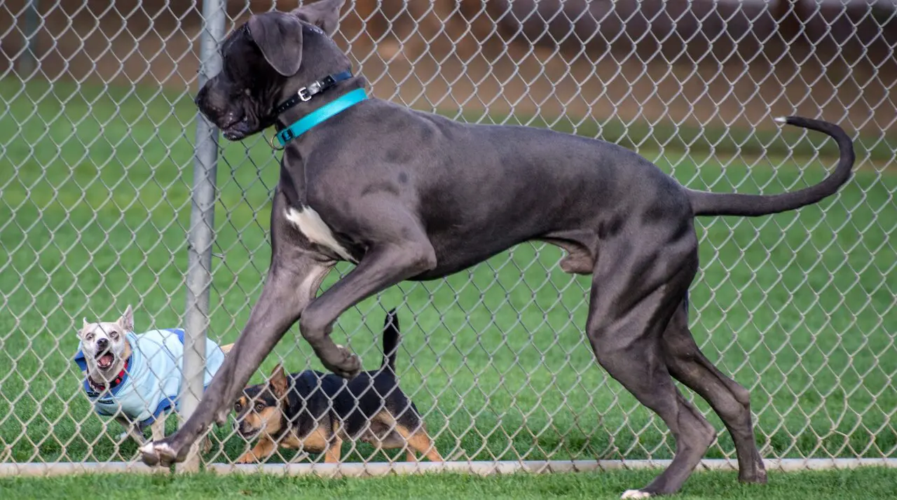 A Great Dane running the large-dog grass at Irvine Central Bark while two small dogs watch through the dividing fence