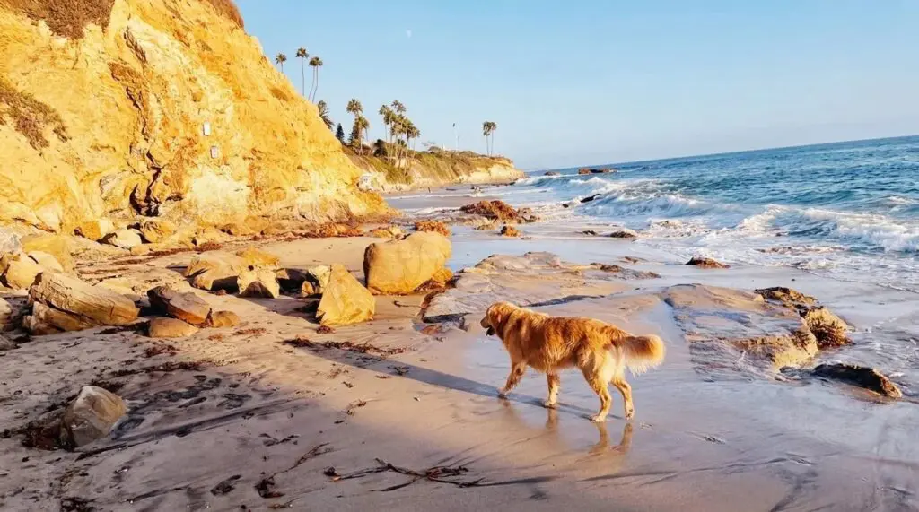 Laguna Beach Dog Friendly Beaches