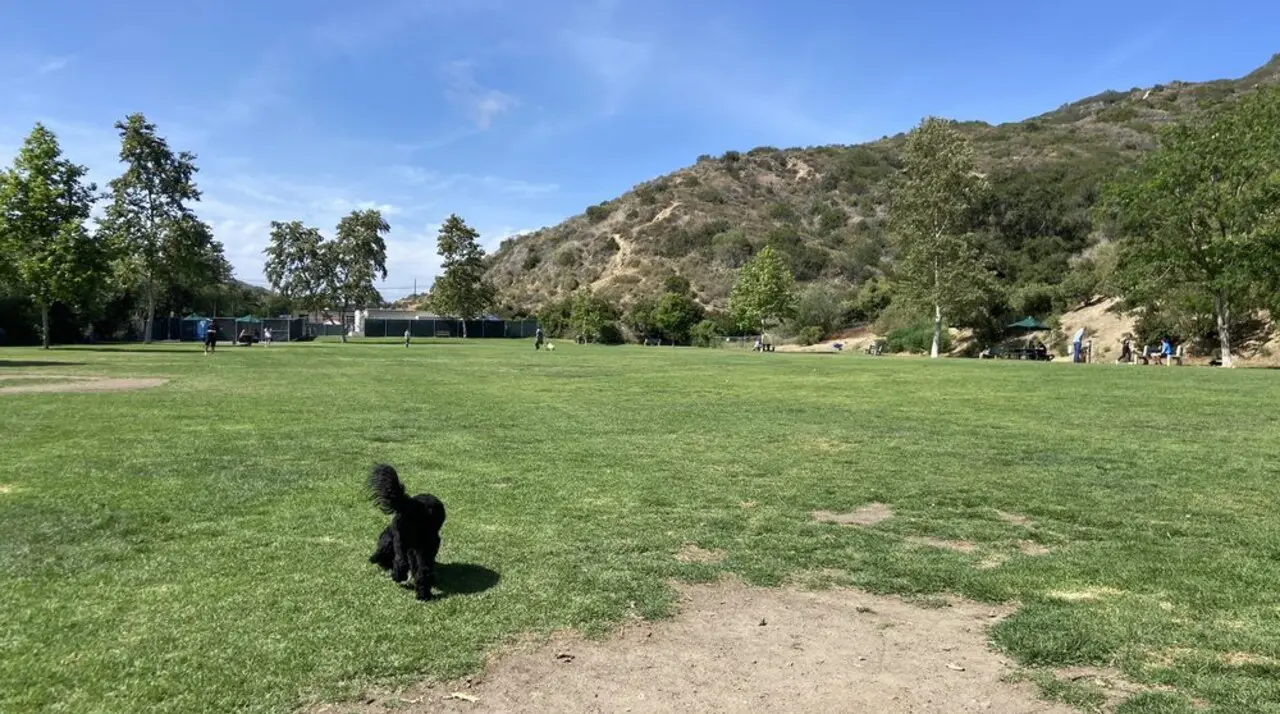Black doodle walking the grassy fenced field at Laguna Beach Dog Park with the Laguna Canyon hillside behind it