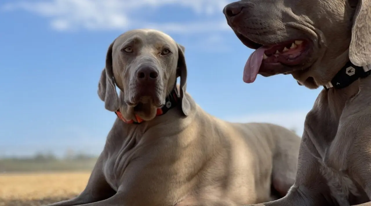 Two Weimaraners resting on the wood-chip field at Laguna Niguel Pooch Park under a clear sky
