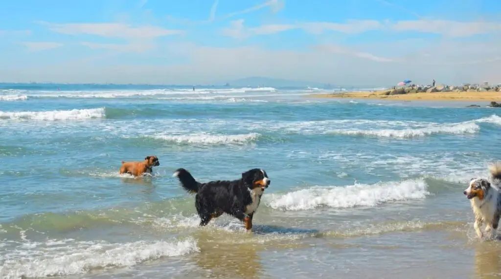 Dogs at Newport Beach Dog Beach