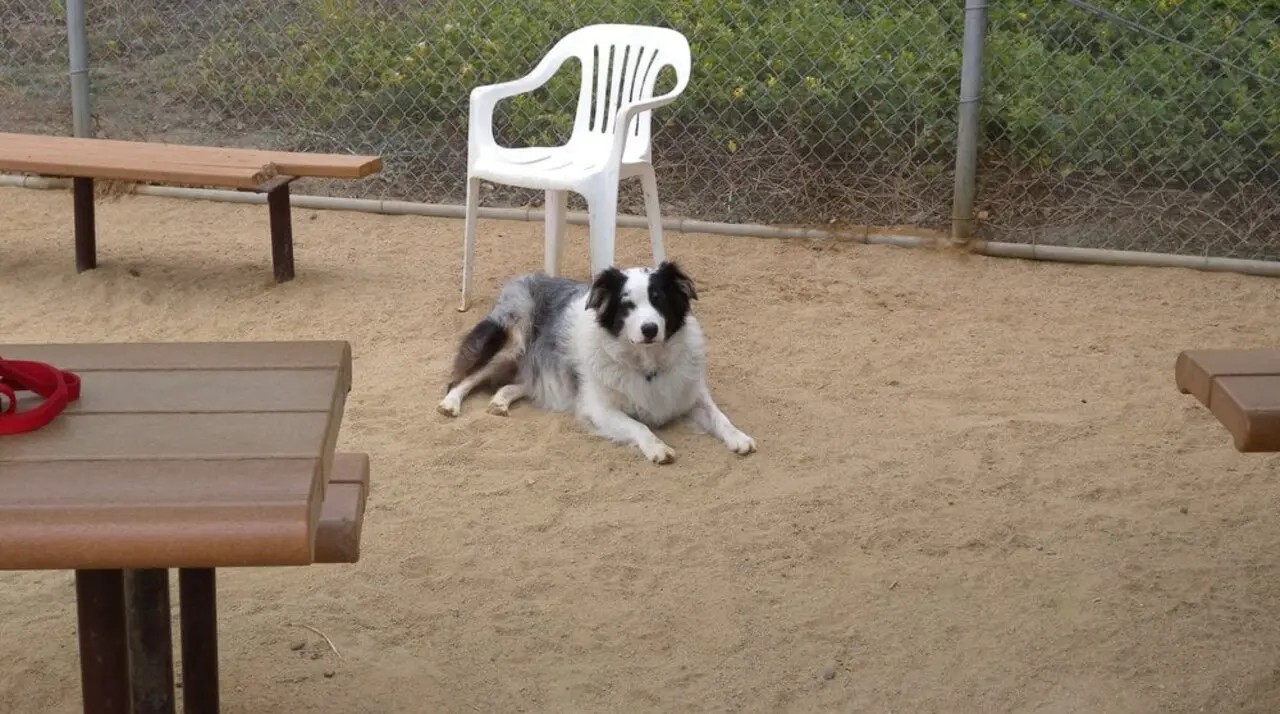 Merle herding-mix dog lying off-leash inside the fenced Baron Von Willard Memorial Dog Park in San Clemente