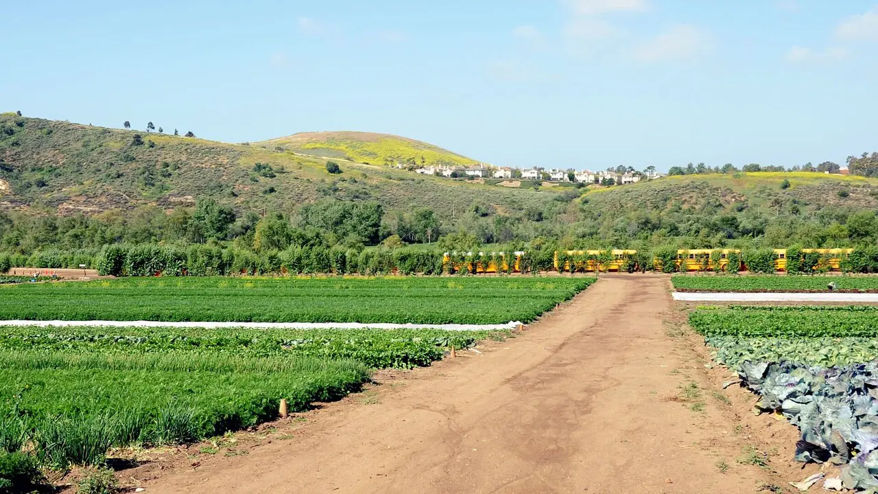 Fields and farm landscape at Tanaka Farms in Irvine