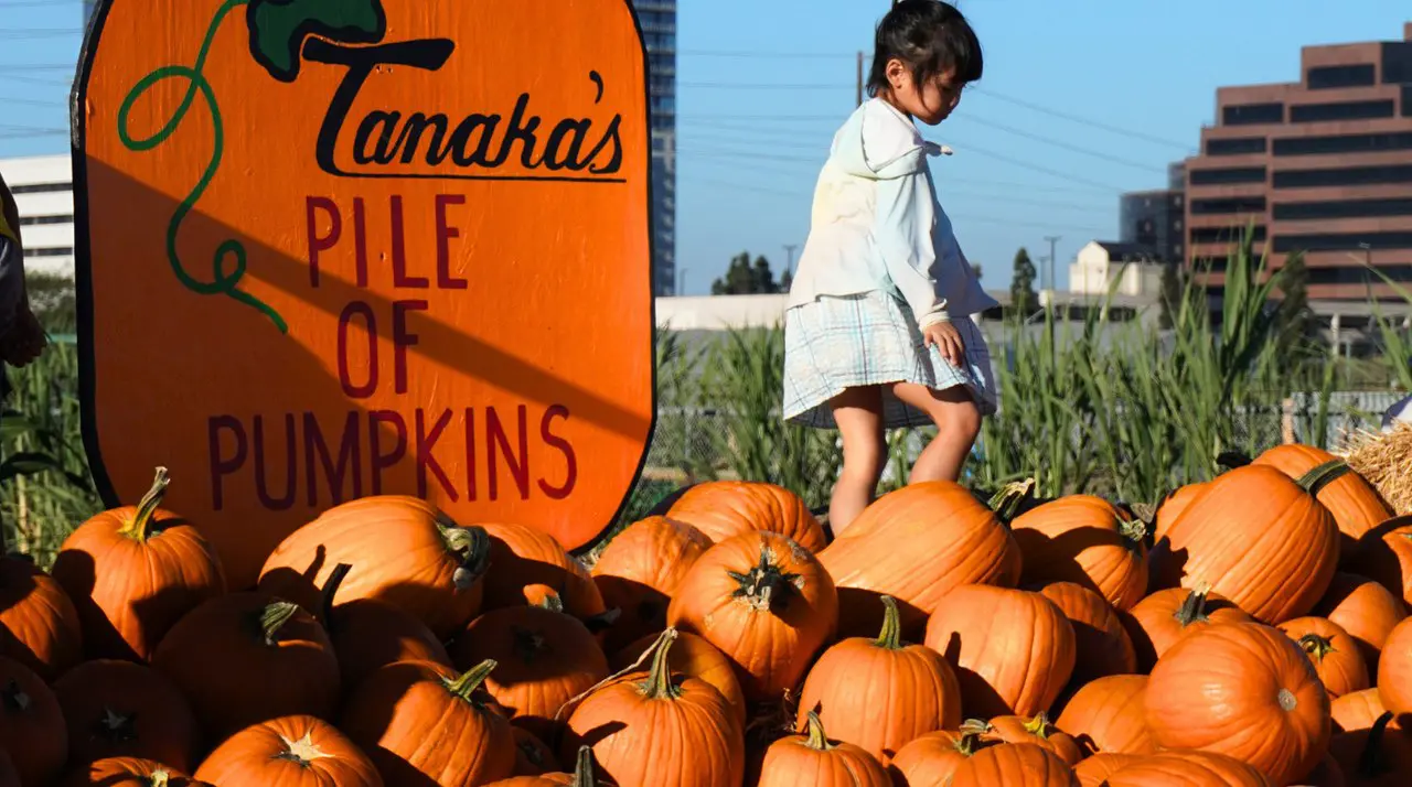 8 Best Pumpkin Patches in Orange County (2026 Guide)