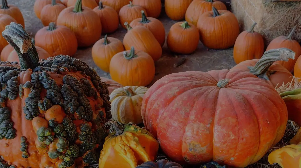 Pile of pumpkins and gourds from The Pumpkin Factory pumpkin patch