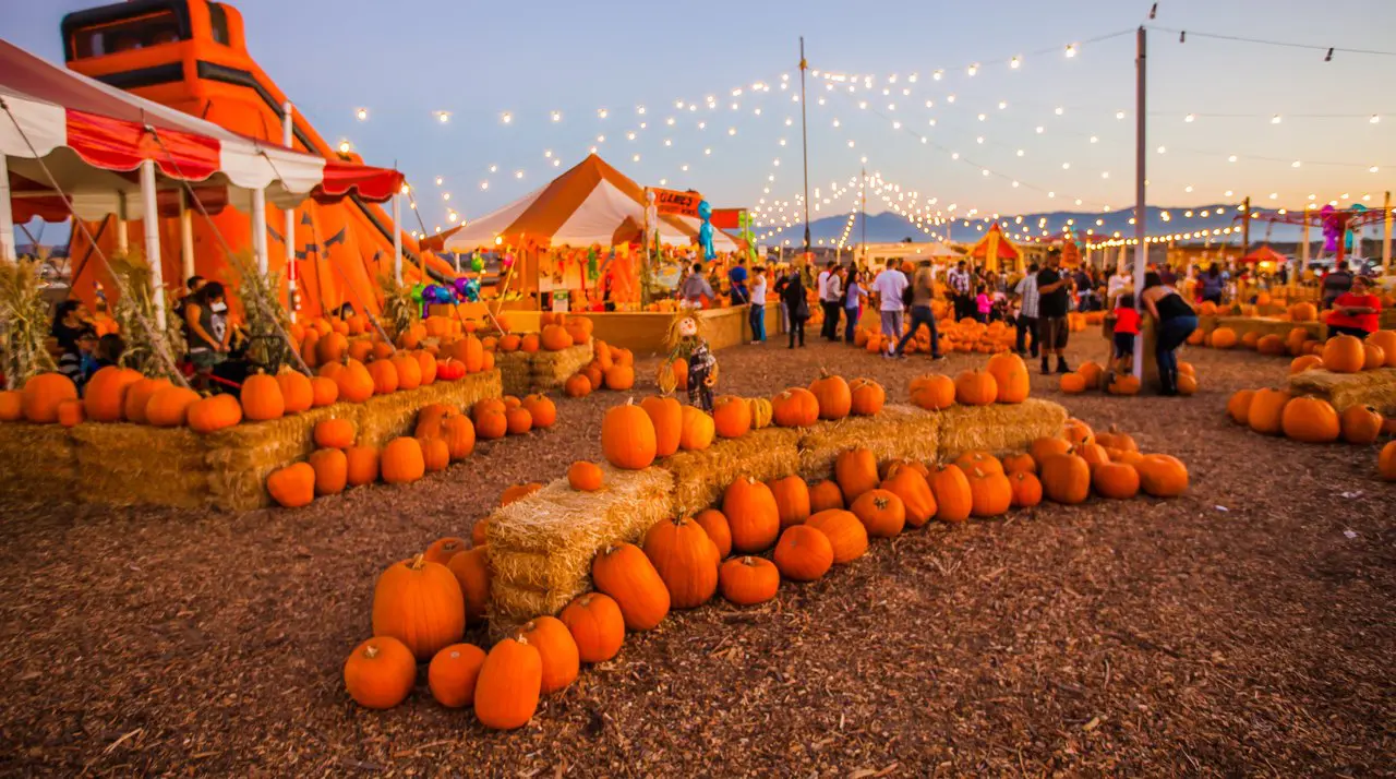 Pumpkin rows under string lights at a Seasonal Adventures pumpkin patch