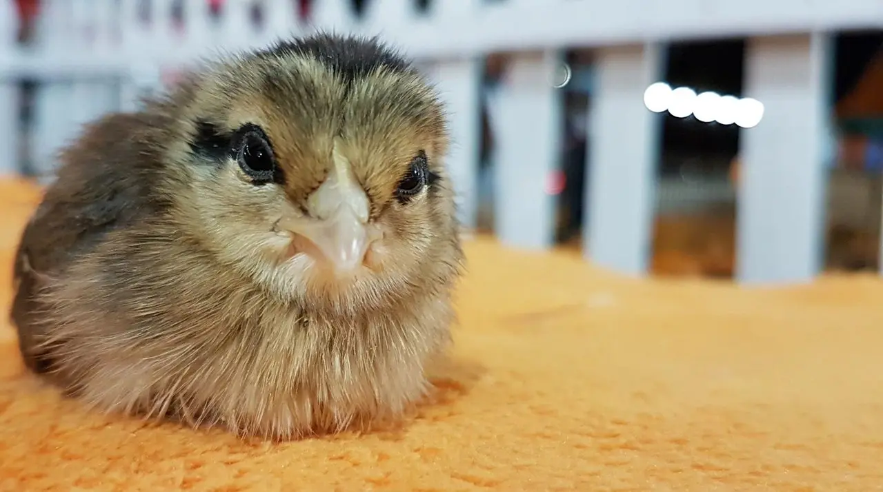 Baby chick in the petting area at The Pumpkin Patch in Placentia, Orange County